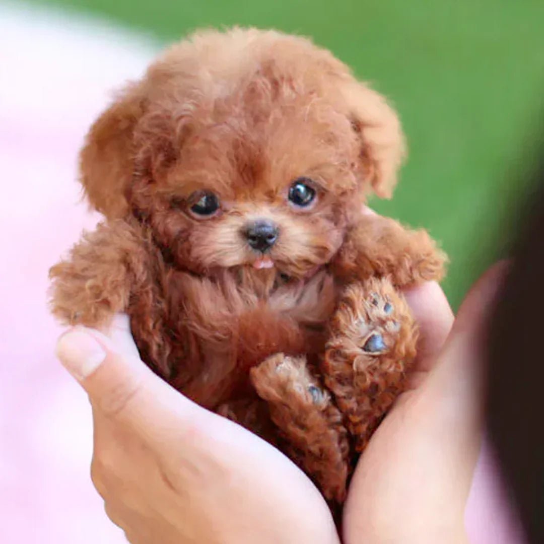 Interactieve pluche hond met realistische bewegingen – voor kinderen & senioren