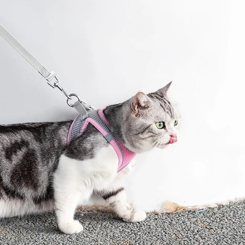 Verstelbaar kattentuig met riem – WhiskerWander