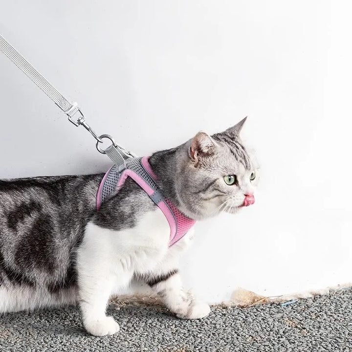 Verstelbaar kattentuig met riem – WhiskerWander
