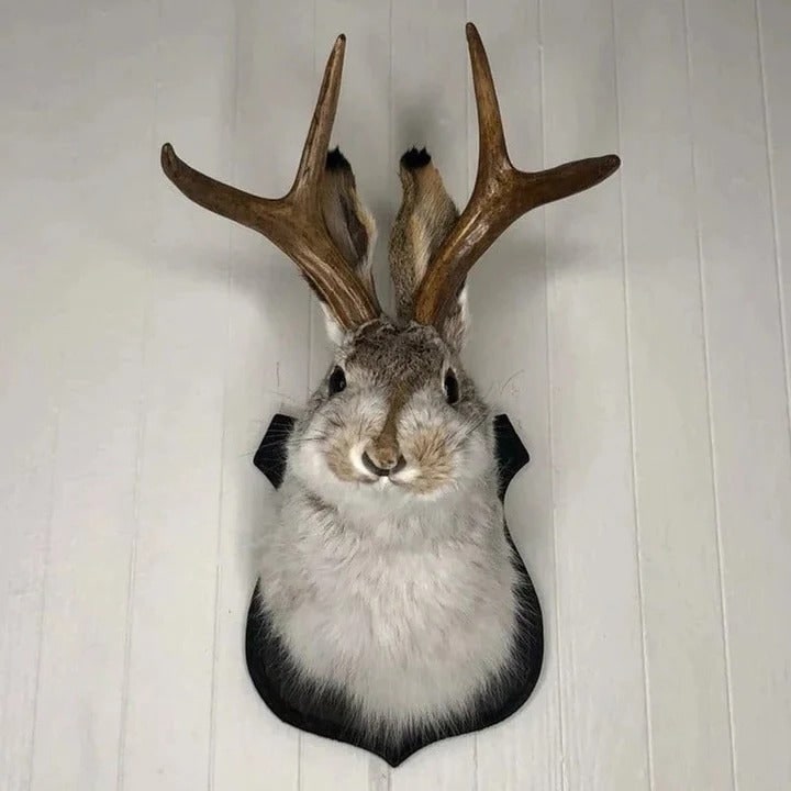 Opgezette jackalope als wandtrofee op houten plaquette