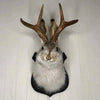 Opgezette jackalope als wandtrofee op houten plaquette