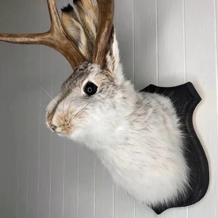 Opgezette jackalope als wandtrofee op houten plaquette
